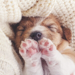 Cosy Toes