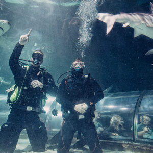 Swim with Sharks!