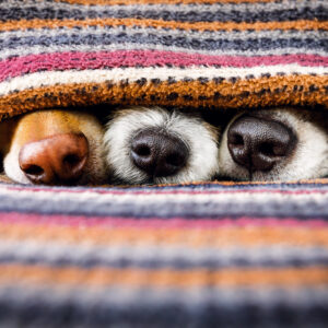 FAVOURITE BLANKET